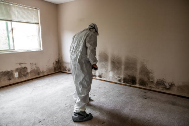 Home Mold Removal in Hartland, WI